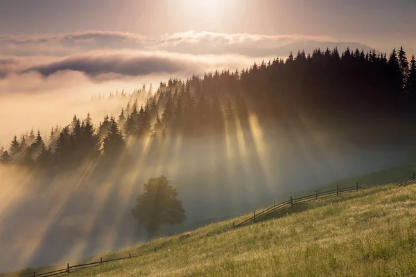 夏霧の林縁の日の出 — ストック写真