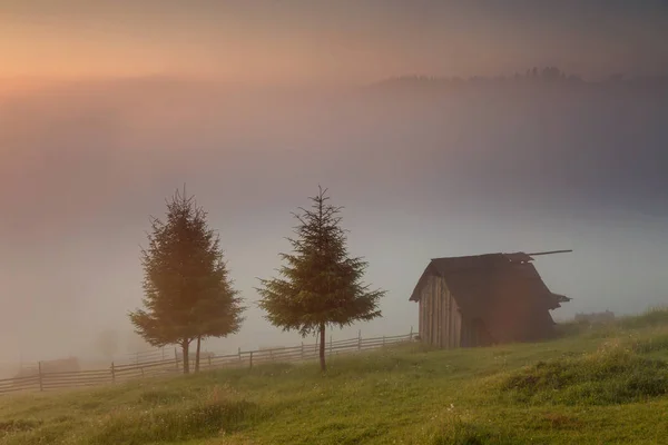 Sommer Nebliger Sonnenaufgang Waldrand — Stockfoto