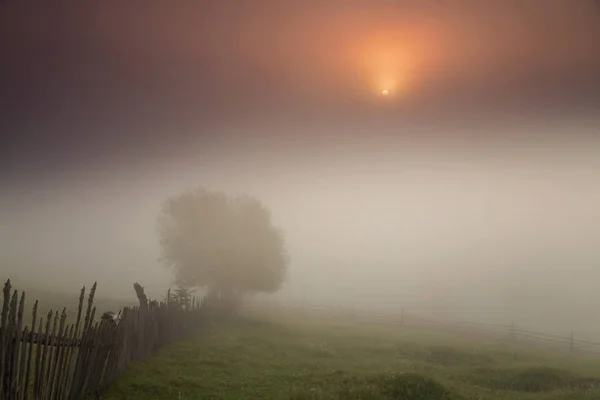 Orman kenarında yaz sisli gündoğumu