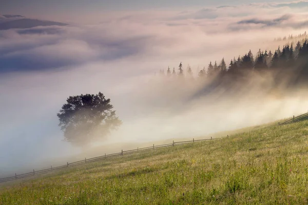 Orman kenarında yaz sisli gündoğumu