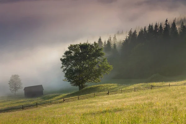 Sommer Nebliger Sonnenaufgang Waldrand — Stockfoto