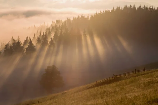 夏霧の林縁の日の出 — ストック写真
