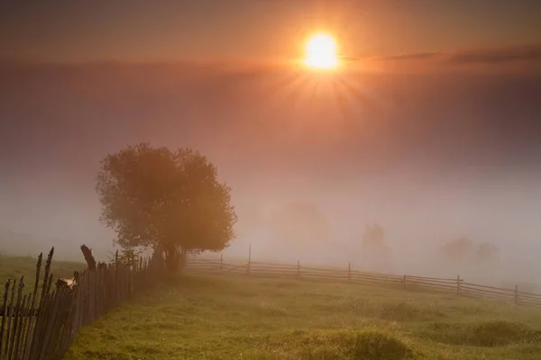 Sommer Nebliger Sonnenaufgang Waldrand — Stockfoto