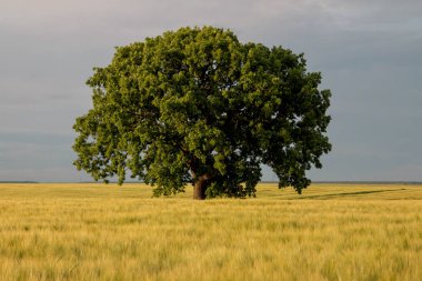 Bir tahıl alanda güzel yeşil ağaç
