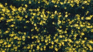 Güzel kolza tohumu alanının havadan görünümü