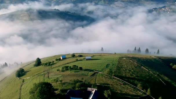 Vista Aérea Sobre Bosque Verde — Vídeo de stock