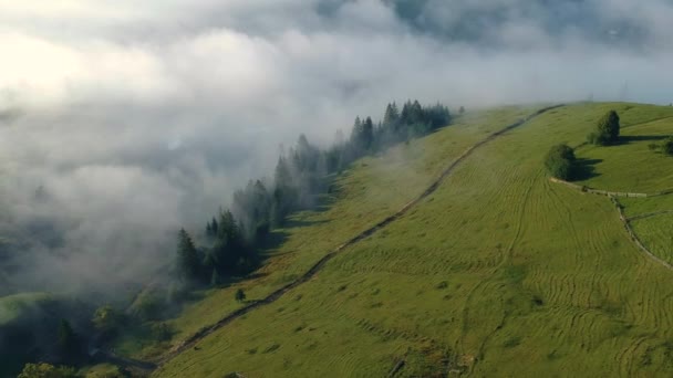 Letecký Pohled Přes Zelený Les — Stock video