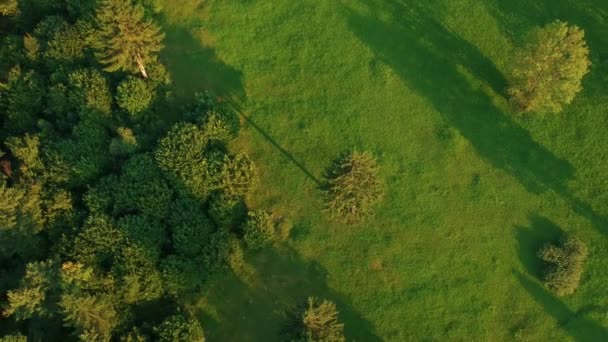 Vista Aérea Sobre Bosque Verde — Vídeos de Stock