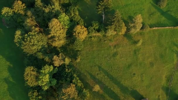 Vista Aérea Sobre Bosque Verde — Vídeos de Stock