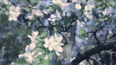 Sonbahar yaprakları bahar konulu detayını. Elma çiçeği çiçek, ağaç arka planda. Beyaz çiçek bahar soğuk serin bir atmosfer. Bahar kutlaması. Güzel ağaçlar çiçek kompozisyon, düşük alan derinliği