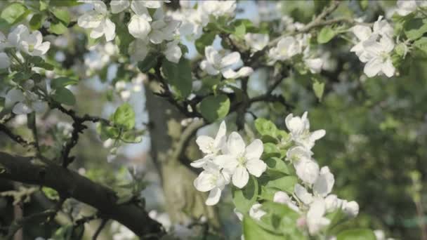 春をテーマに秋の花びらのディテール リンゴの桜の花 木を背景に 白い花春の雰囲気 春の祭典 素敵な構図 木の花 低被写し界深度 — ストック動画