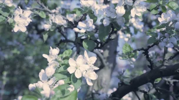 Detail Fall Petals Spring Theme Apple Blossom Flower Trees Background — Stock Video