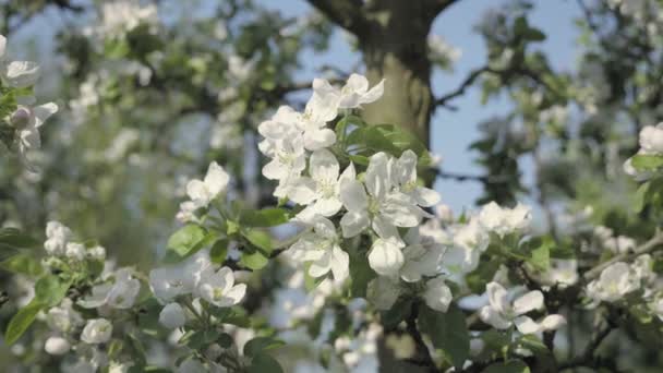 Apple Blossom Flower Trees Background Detail Fall Petals Spring Theme — Stock Video