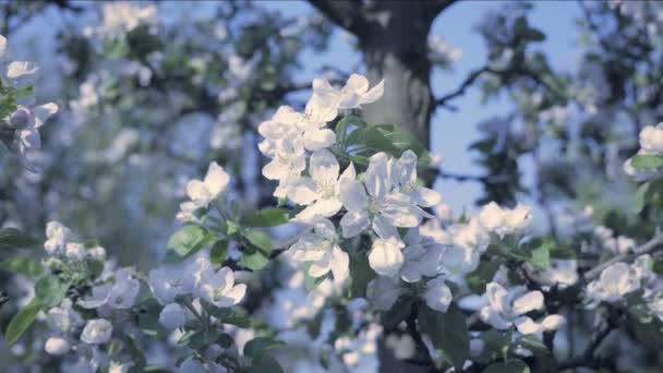 リンゴの桜の花 木を背景に 春をテーマに秋の花びらのディテール 白い花が 春の冷たいクールな雰囲気 春の祭典 素敵な木の花の組成 低被写し界深度 — ストック動画
