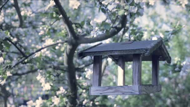 Strom Ptačí Krmítko Dřevěné Ptačí Krmítko Apple Blossom Květina Detail — Stock video