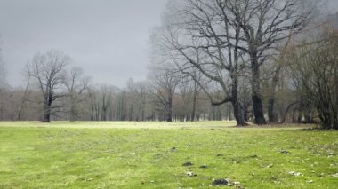 Castle park ile büyük ağaçlar. Rüzgarda yaprak sarma ile süs Bahçe. Bahar melankolik manzara