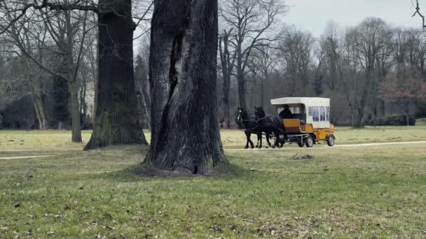 Chariot Avec Deux Chevaux Voiture Touristique Avec Chariot Long Parc — Video