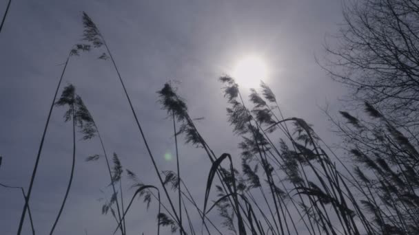 Schilf Wasser Und Unter Der Wasseroberfläche Himmel Mit Sonne Detail — Stockvideo