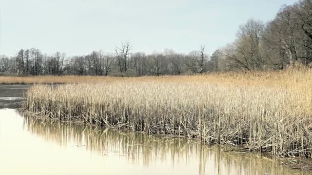 떨어진된 연못에 리드입니다 조개와 마른된 화창한 분위기입니다 전경에서 잔디입니다 신비한 — 비디오