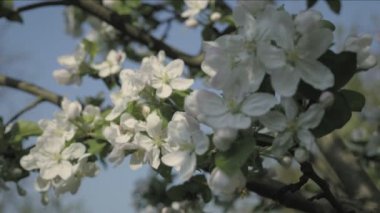 Elma çiçeği çiçek, ağaç arka planda. Sonbahar yaprakları bahar konulu detayını. Beyaz çiçek bahar bir atmosfere sahip. Bahar kutlaması. Güzel kompozisyon, ağaçlar çiçekler. Düşük alan derinliği