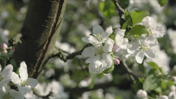 Apfelblütenblume Bäume Hintergrund Detail Der Herbstblätter Zum Frühlingsthema Weiße Blume — Stockvideo