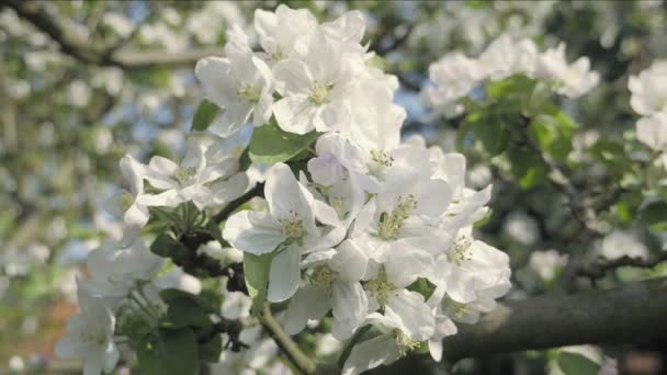 リンゴの桜の花 木を背景に 春をテーマに秋の花びらのディテール 白い花春の雰囲気 春の祭典 素敵な構図 木の花 低被写し界深度 — ストック動画