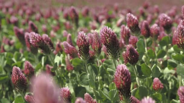 Blooming Field Clover Crimson Summer Field Day Footage Low Depth — Stock Video