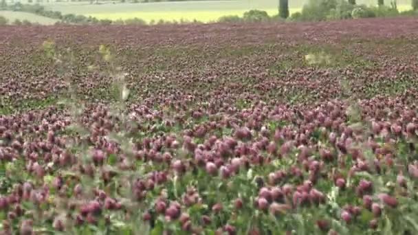 盛开的田野与三叶草 深红色的夏日田野 天素材 景深低 — 图库视频影像
