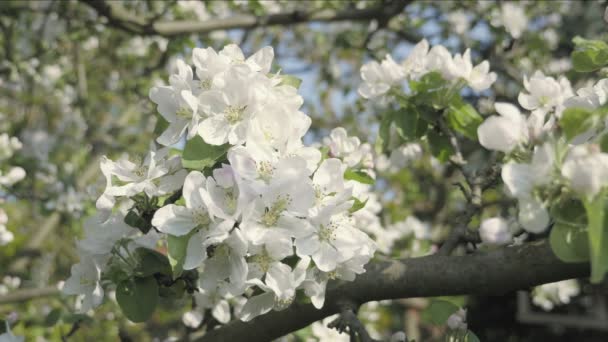 リンゴの桜の花 木を背景に 春をテーマに秋の花びらのディテール 白い花春の雰囲気 春の祭典 素敵な構図 木の花 低被写し界深度 — ストック動画