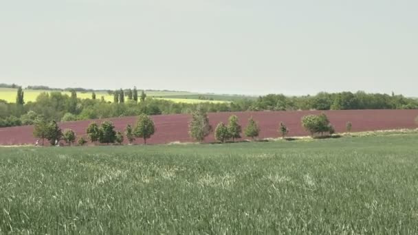 Kvetoucí Pole Jetelem Crimson Letní Pole Denní Záběry Nízká Hloubka — Stock video