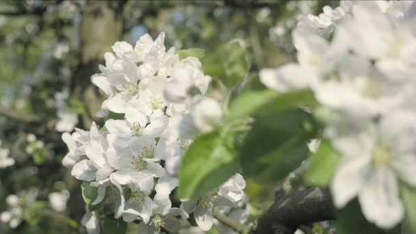 苹果花 树在背景 春季主题秋季花瓣细节 白色的花朵与春天的气氛 庆祝春天 可爱的构图 树木的花朵 低景深 — 图库视频影像
