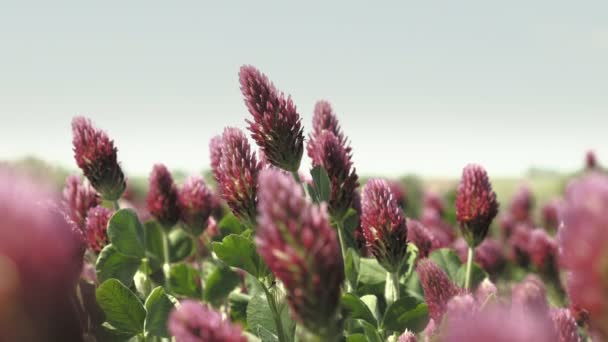 Bloeiende Veld Met Klaver Crimson Zomer Veld Dag Beeldmateriaal Lage — Stockvideo