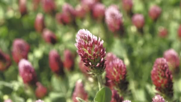 Blooming Field Clover Crimson Summer Field Day Footage Low Depth — Stock Video