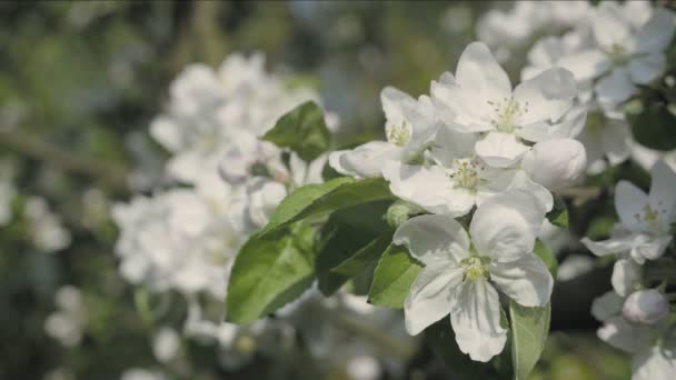 Apple Blossom Bloem Bomen Achtergrond Detail Van Val Bloemblaadjes Lente — Stockvideo