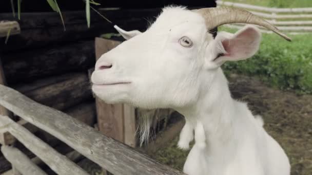 Keçi Ahırda Beyaz Şehvetli Keçi Hayvancılık Çiğneme Detayını Evcil Hayvan — Stok video