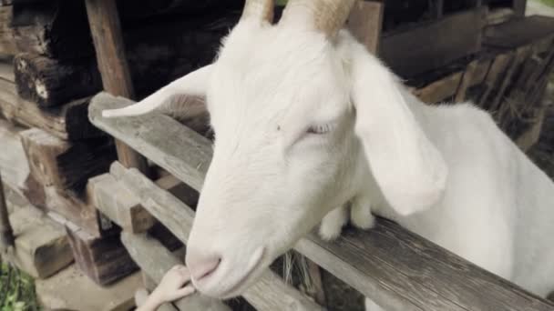 Goat Barn Detail White Lustful Goat Chewing Grass Livestock Domestic — Stock Video