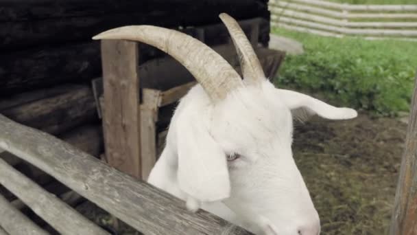 Koza Stodole Detail Bílého Chlípné Koza Žvýkání Trávy Hospodářská Zvířata — Stock video