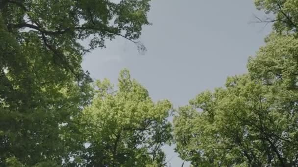 大径木が下からの風の冠 緑豊かなライム 風で揺れの支店を持つ きれいに空の背景 日当たりの良い風の日 — ストック動画