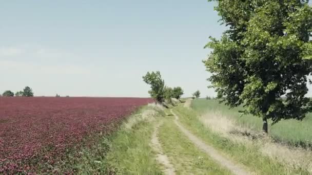 Ścieżka Która Wije Między Drzewami Pól Czerwone Pole Koniczyny Unoszące — Wideo stockowe