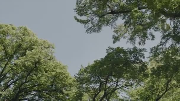 Koruny Velkých Stromů Vítr Zdola Listové Vápna Větvemi Skákání Větru — Stock video