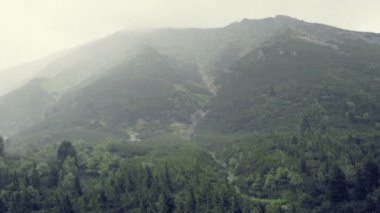 Dağlarda yağmur ve sis. Damla damla, ıslak ve soğuk dağ atmosfer. Sis ormanlık tepelerde. Anıtsal bulutlar gökyüzünde. Büyük ağaç ön planda. Hiking, tatil için excursional hedef. Gün vurdu