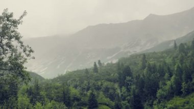 Dağlarda yağmur ve sis. Damla damla, ıslak ve soğuk dağ atmosfer. Sis ormanlık tepelerde. Anıtsal bulutlar gökyüzünde. Büyük ağaç ön planda. Hiking, tatil için excursional hedef. Gün vurdu