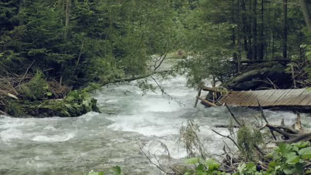 Ruisseau Montagneux Avec Rapides Misty Mystérieux Ruisseau Petite Rivière Brumeuse — Video