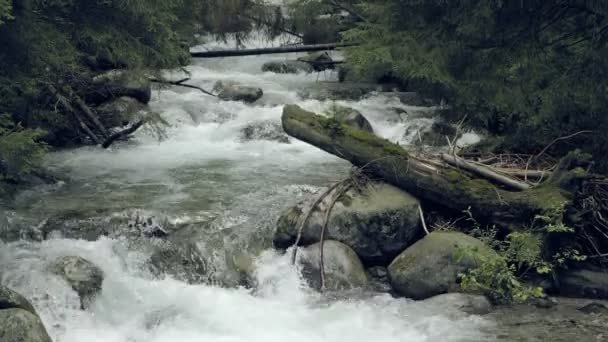 Ruisseau Montagneux Avec Rapides Misty Mystérieux Ruisseau Petite Rivière Brumeuse — Video
