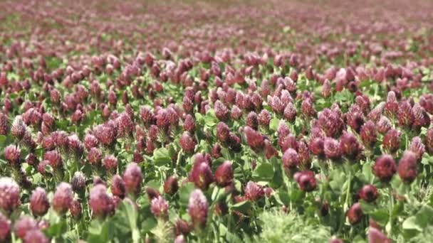 Blühendes Feld Mit Klee Purpurrotes Sommerfeld Tagesaufnahmen Geringe Schärfentiefe — Stockvideo