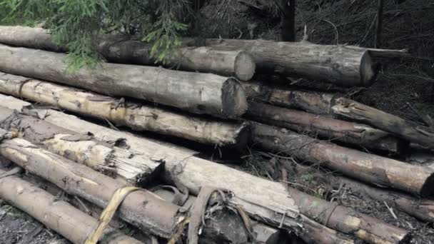 Houten Logboeken Uitgepakt Bos Vernauwde Hout Vuren Logs Lumber Industriële — Stockvideo