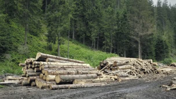 Houten Logboeken Uitgepakt Bos Vernauwde Hout Vuren Logs Lumber Industriële — Stockvideo