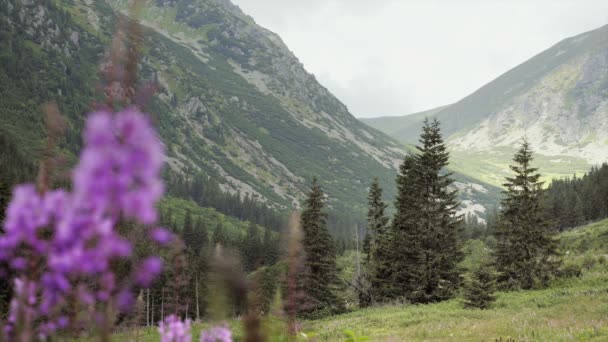 Flor Montanha Divisão Azul Detalhes Montanhas Horizonte Crescendo Fora Paisagem — Vídeo de Stock