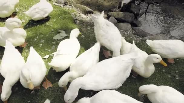 Inhemska Gäss Creek Flock Djur Trä Låda Gaggling Vita Gäss — Stockvideo
