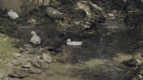 Kínai Hattyúlúd Creek Állomány Állatok Fából Készült Ház Gaggling Fehér — Stock videók